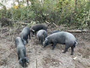 A group of pigs grazing in the mud.