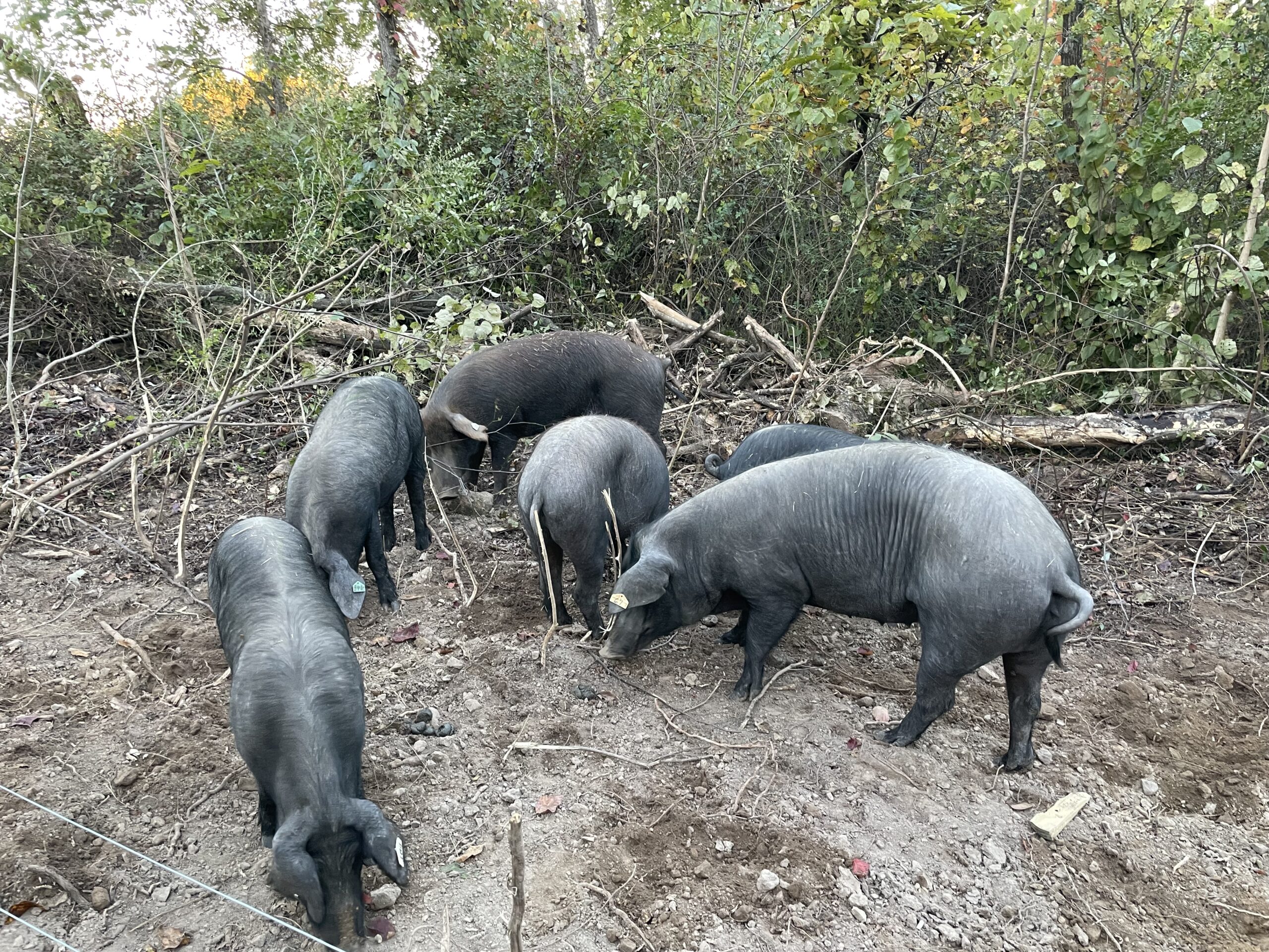 CAB73A79-8BDB-4685-8A6E-2D444AC9C2B6 A group of pigs grazing in the mud.
