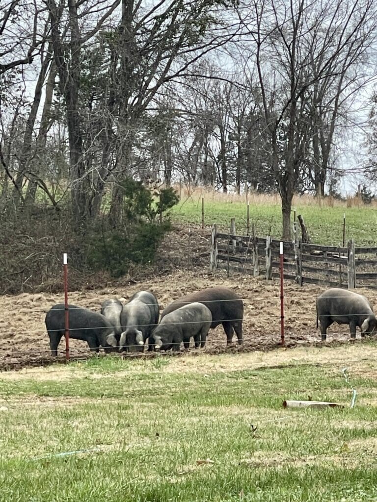 A herd of pigs engaging in rotational grazing (Dehesa) on our farm, Iberico Acres