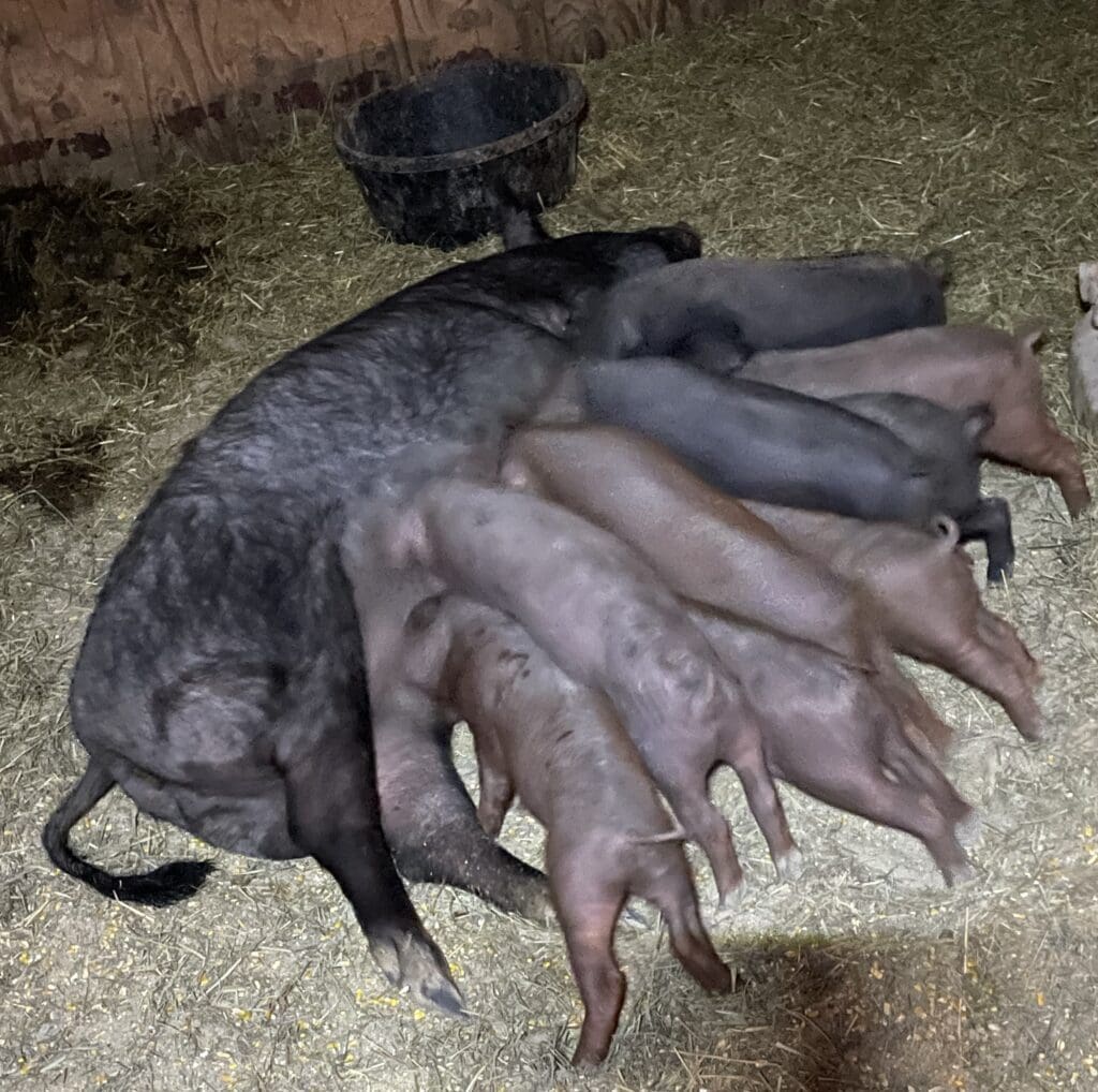 Iberico piglets nurse from a sow in our spacious stalls