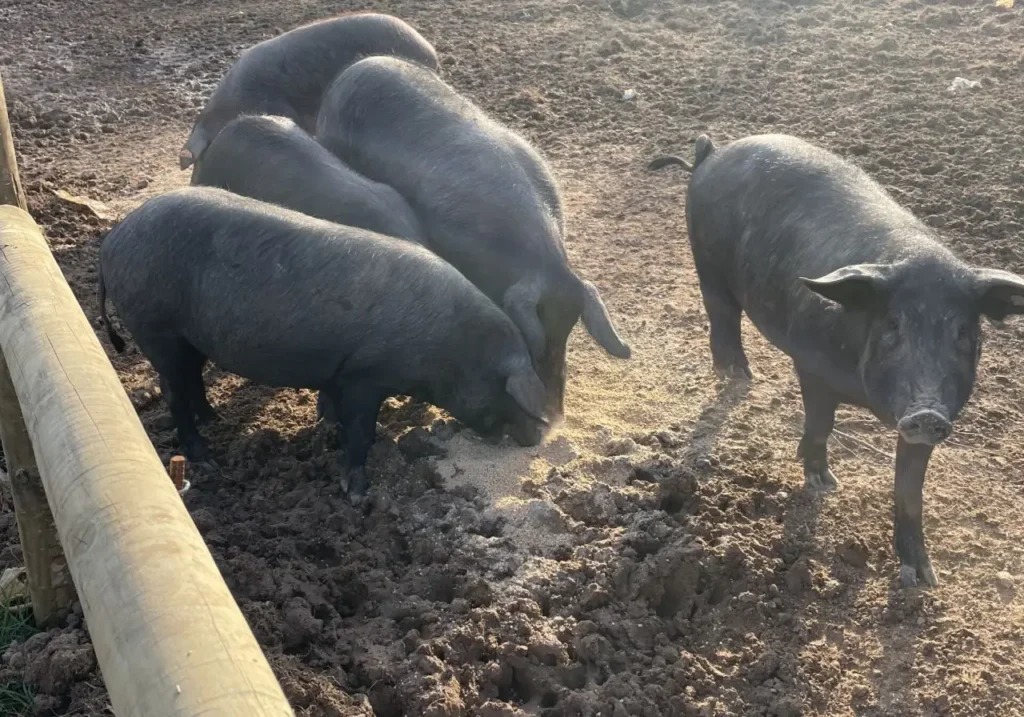 Feeders are boars, gilts or barrows