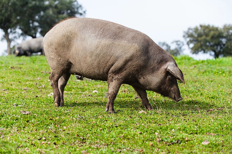 Rotational grazing of our Iberico Pigs ensures exceptionally low boar-taint expression