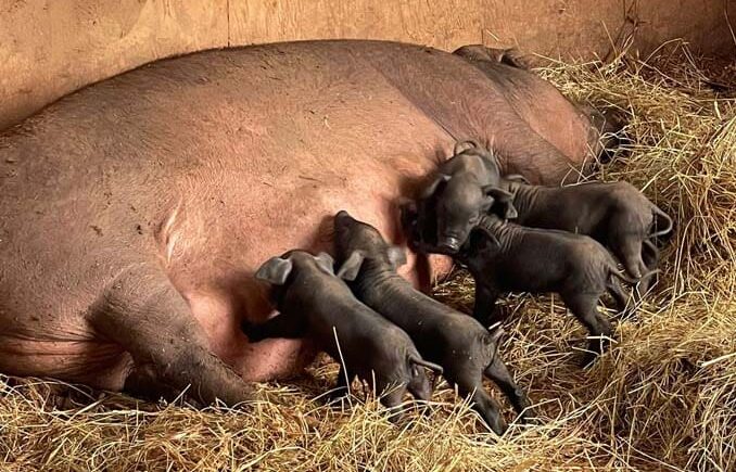 Piglets suckle from their mother in a spacious stall at Iberico Acres