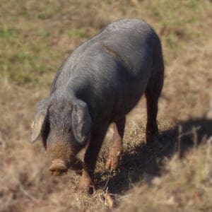 Live Iberico Boarlets for sale