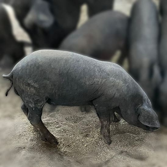 Live Iberico Gilts - Limited availability Elite early breeding females with pure Iberico Lineage