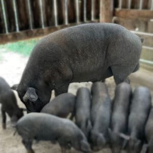 Live Iberico Sows - Mature breeding pigs with strong maternal traits