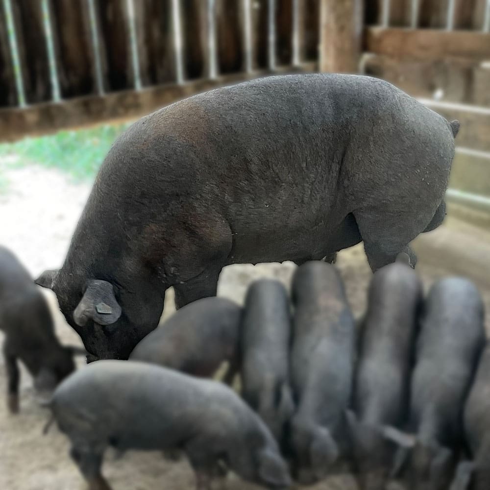 Live Iberico Sows - Mature breeding pigs with strong maternal traits