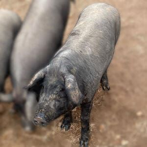 Live Iberico Barrows - Castrated male pigs ideal for flavor