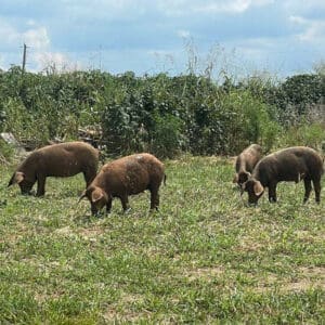 Live Iberico Starter herd made up of 3 elite gilts and one boarlet