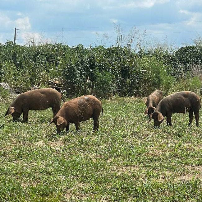Live Iberico Starter herd made up of 3 elite gilts and one boarlet