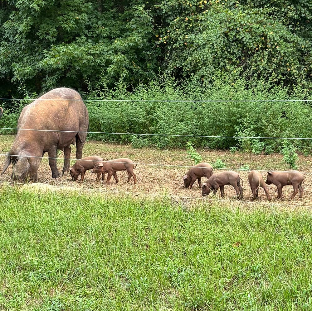An iberico sow shows her piglets how to forage in the Alabama Wildgrass