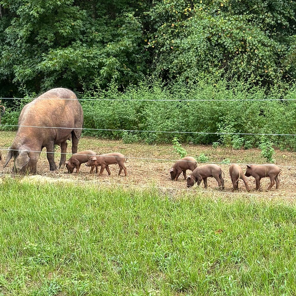 Iberico piglets play behind their mom as she forrages