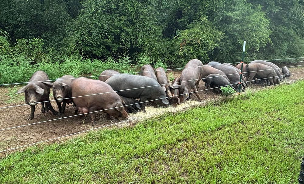 The Iberico Acres herd enjoying their new feed