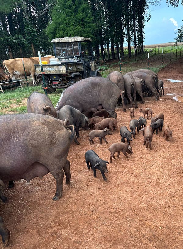 Iberico piglets play under supervision from the sows. Jersey Creamline Reserve can be seen in the background