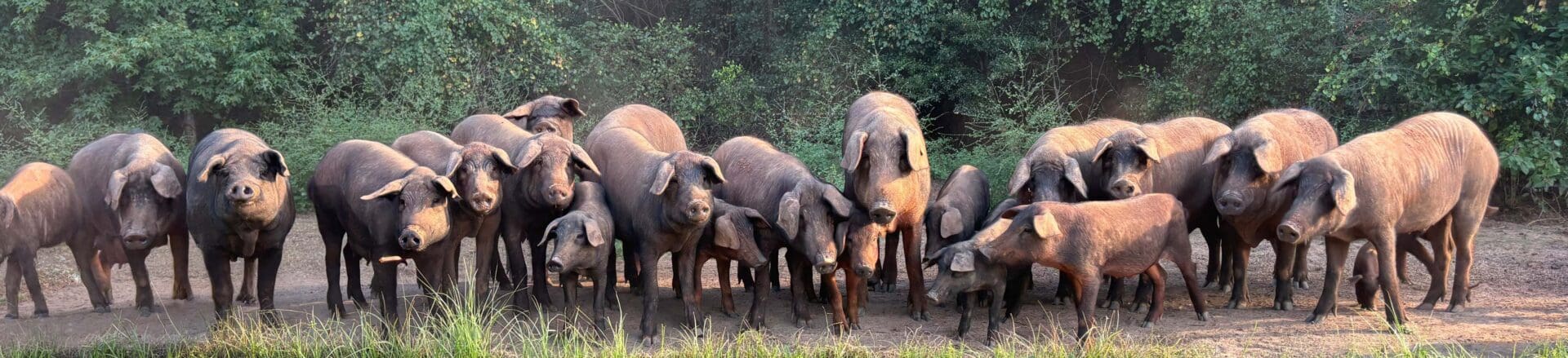 Iberico piglets of various ages greet Jed by the fence