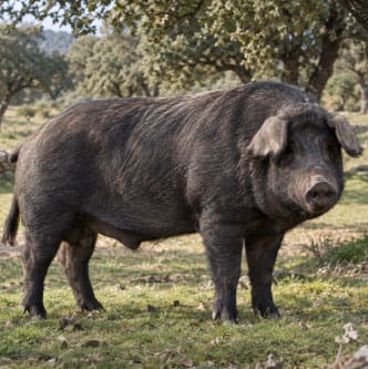 Proven Iberico Boars for sale